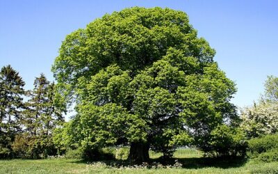 Tilleul à grandes feuilles