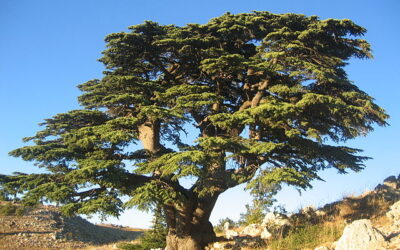 Cèdre du Liban