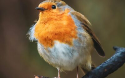 Ligue pour les oiseaux