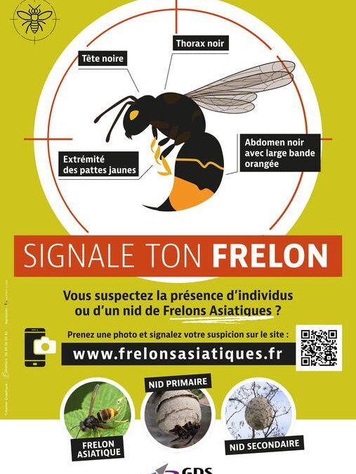 Lutte contre le frelon asiatique