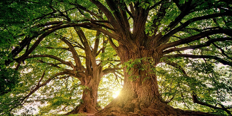 YOGA ET NATURE AU CŒUR DES SENS