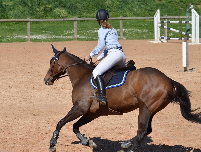 CONCOURS SAUTS OBSTACLES