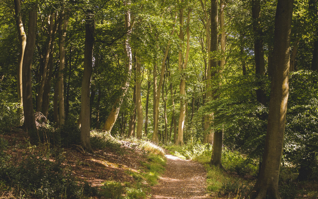 Rencontre du  avec le CNPF : Fonds local d’aide à la replantation