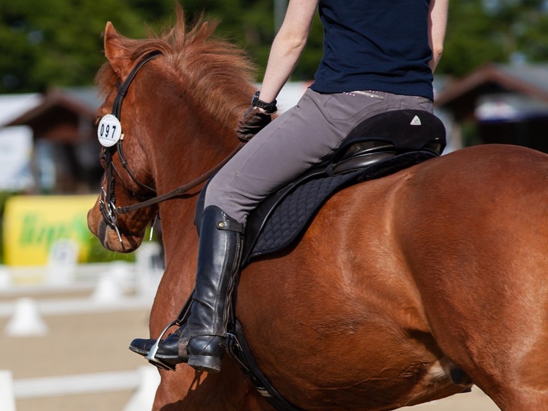 CONCOURS INTERNE DE DRESSAGE ET CONCOURS HUNTER