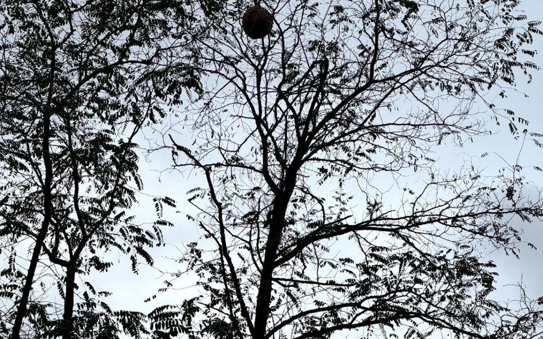 Nids de frelons asiatiques