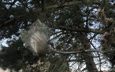 Nids de chenilles processionnaires du pin : signalez-les !
