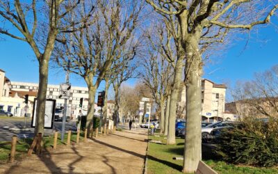 Le paysage de la rue Alexandre Bérard change petit à petit…