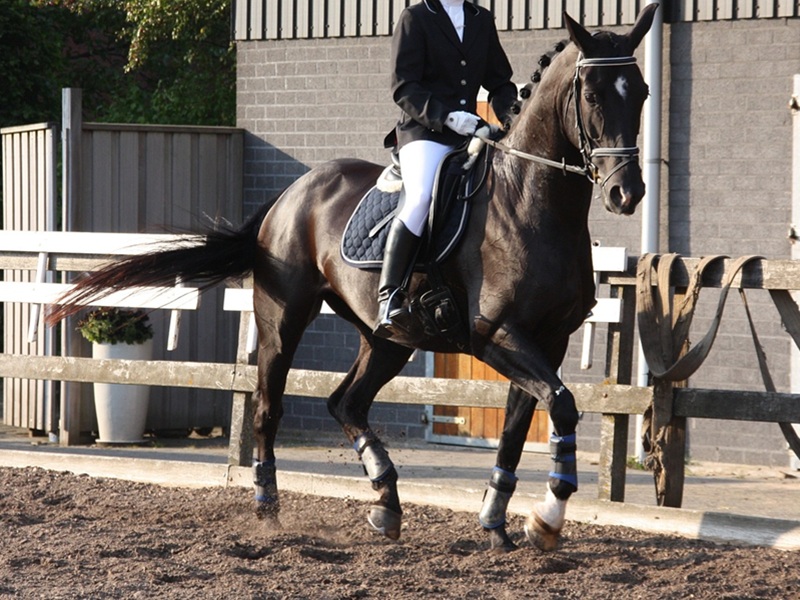 CONCOURS INTERNE DE DRESSAGE ET LONGUES RÊNES