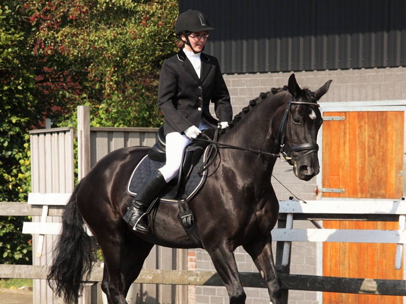 CONCOURS INTERNE DE DRESSAGE ET LONGUES RÊNES