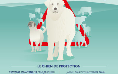 Chiens de protection : adoptons les bons réflexes